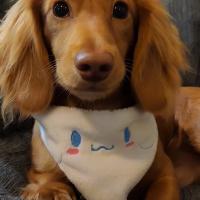 kawaii sanrio inspired pet bandana 
