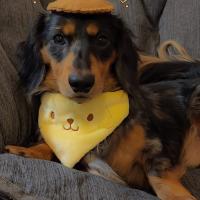 kawaii sanrio inspired pet bandana 